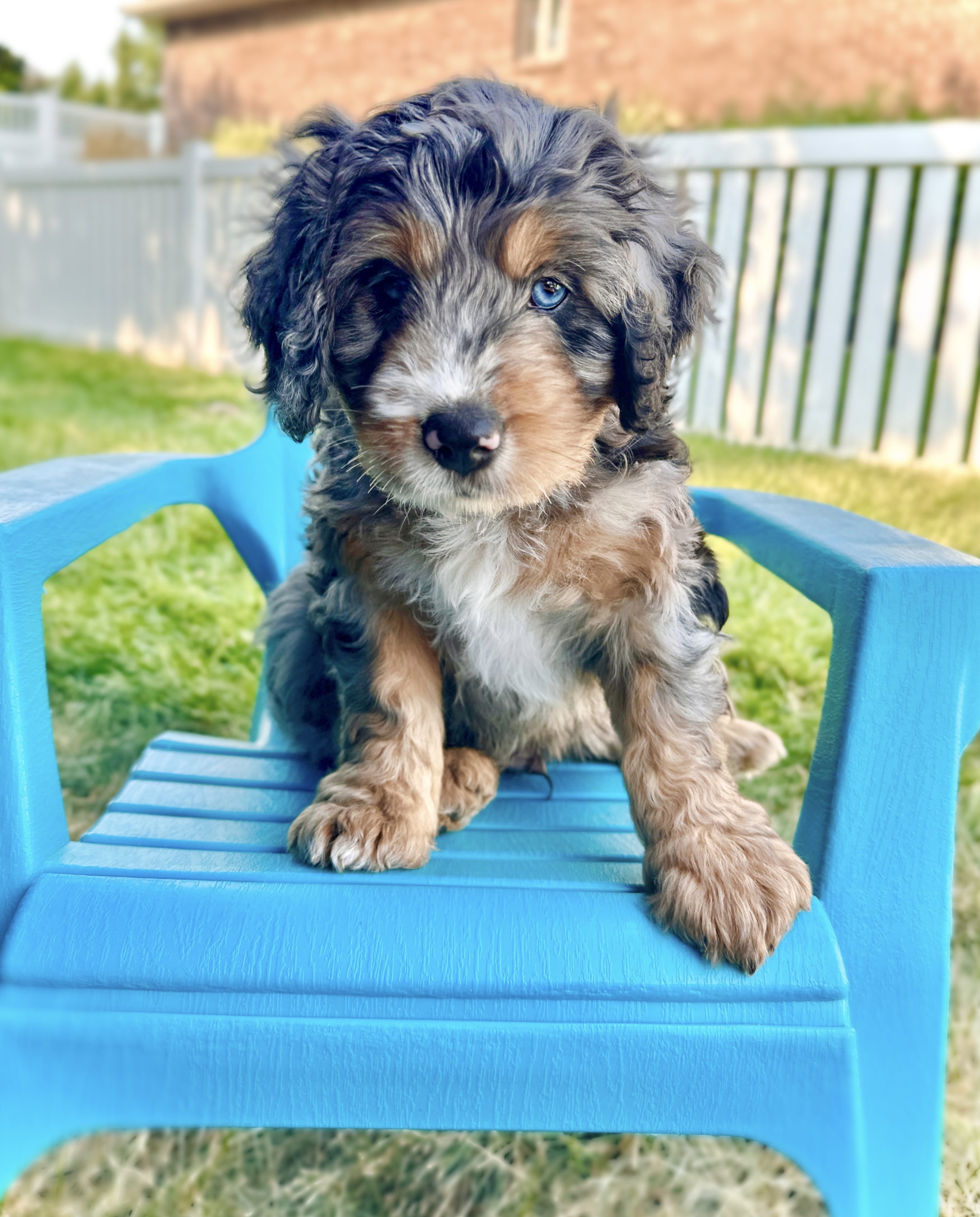 A puppy pictured on the Shadow Valley Doodles website, sitting on a blue chair